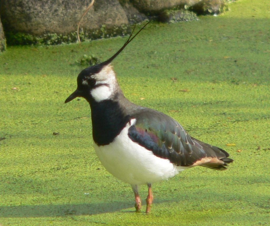 1073px kiebitz 050424ausschnitt 1
