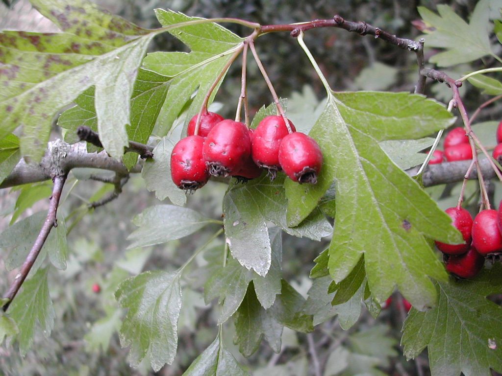 1280px crataegus monogyna fruits 1