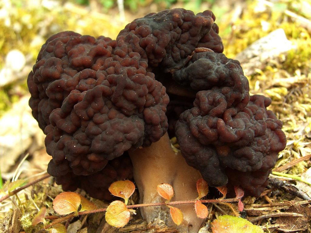 1280px false morel