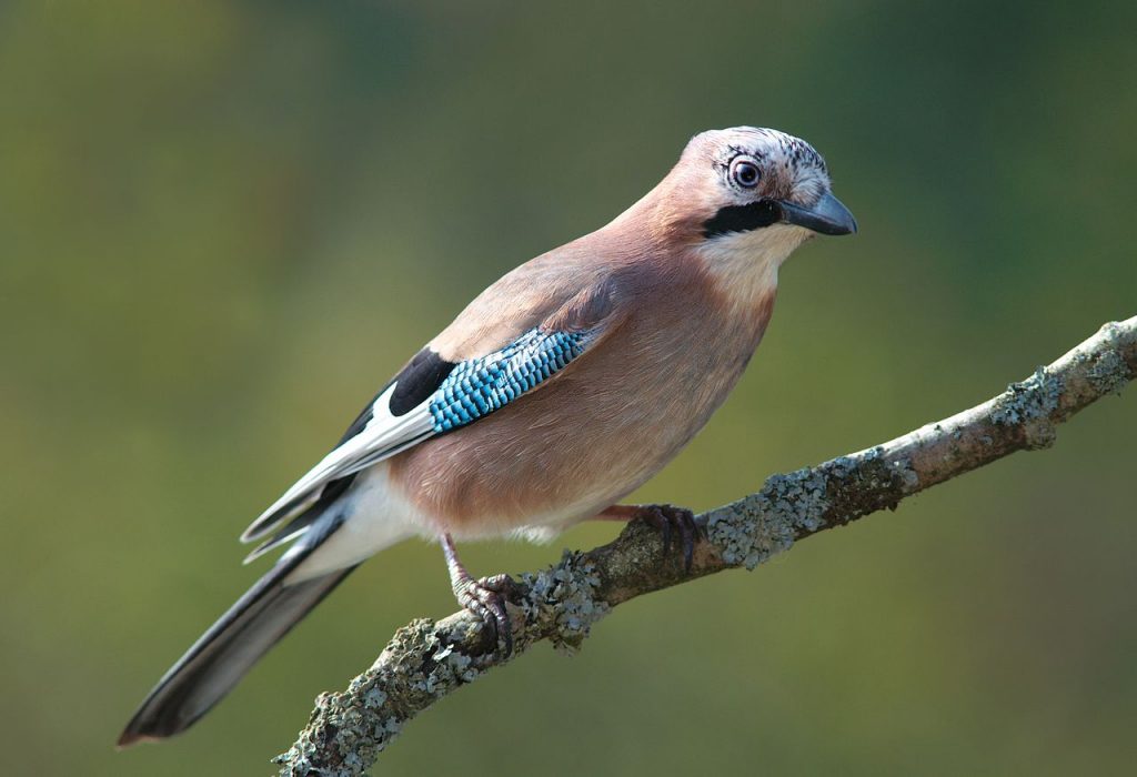 07.09.2019 „Trele morele” 1 1280px garrulus glandarius 1 luc viatour 1