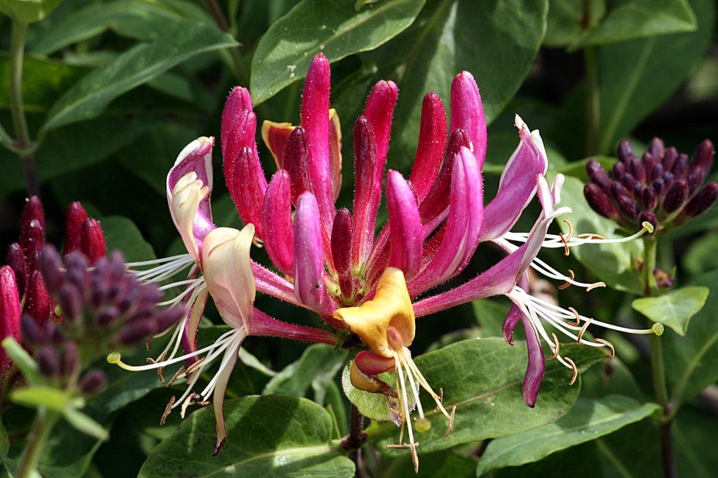 1280px jelangerjelieber gei blatt lonicera caprifolium img 5355