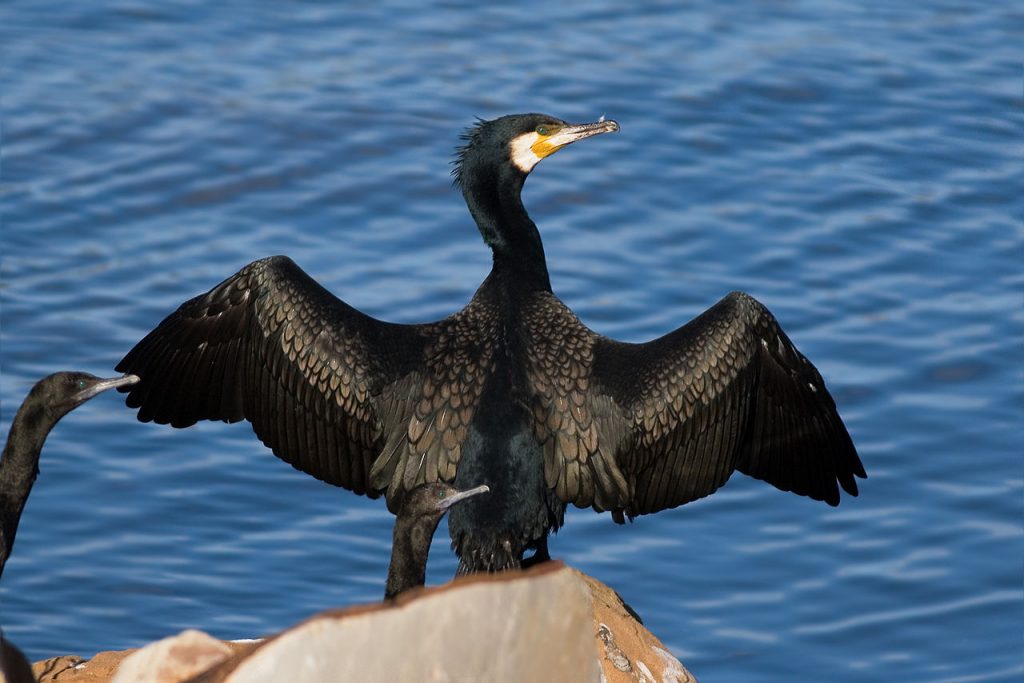 1280px phalacrocorax carbo austins ferry 1 1