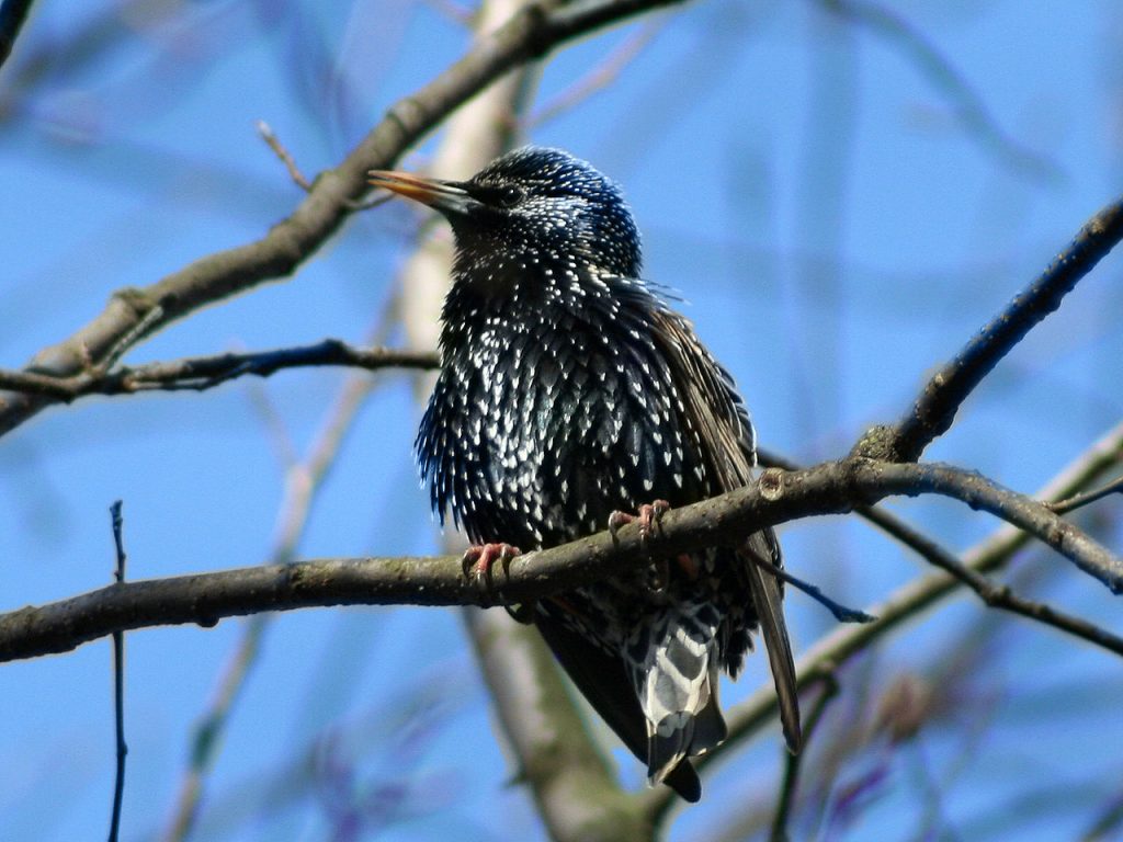 1280px sturnus vulgaris jojo