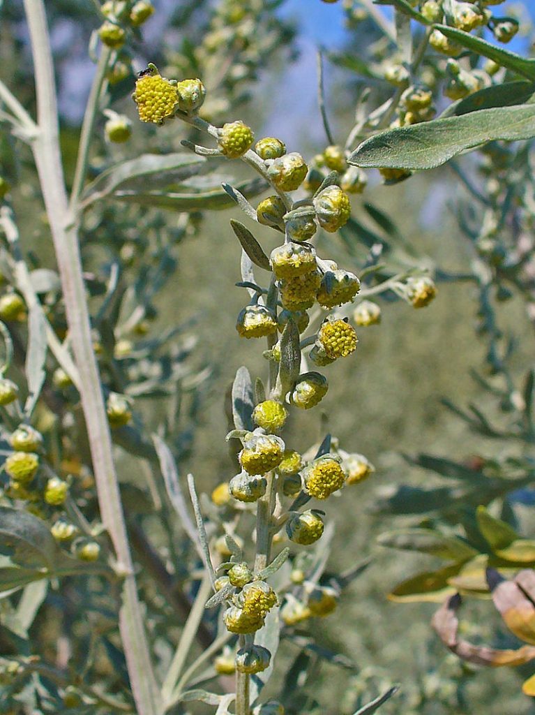 800px artemisia absinthium 0002 1