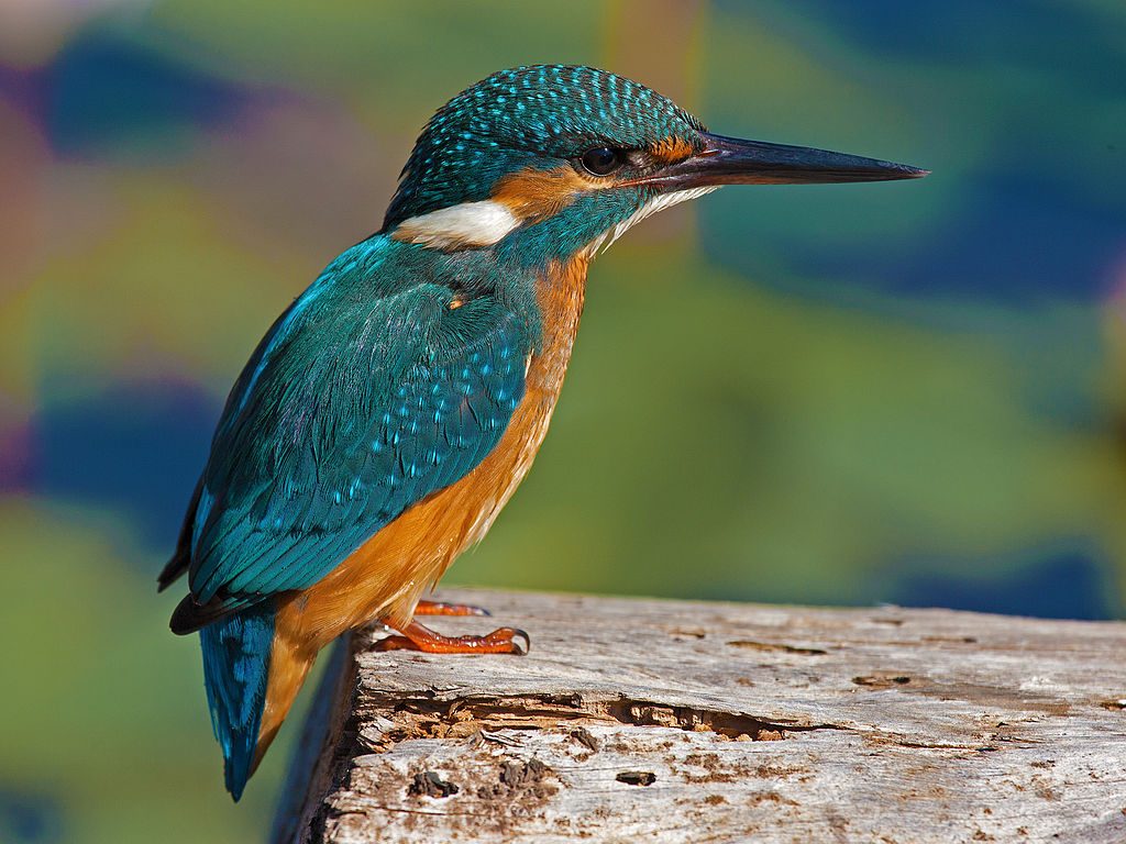 alcedo atthis 1