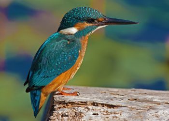 alcedo atthis 1