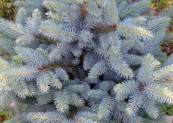 blue spruce 1398769 960 720