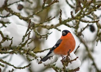 bullfinch male 2147015 960 720