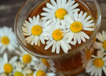 chamomile 829220 960 720