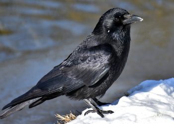 common raven 3184260 960 720