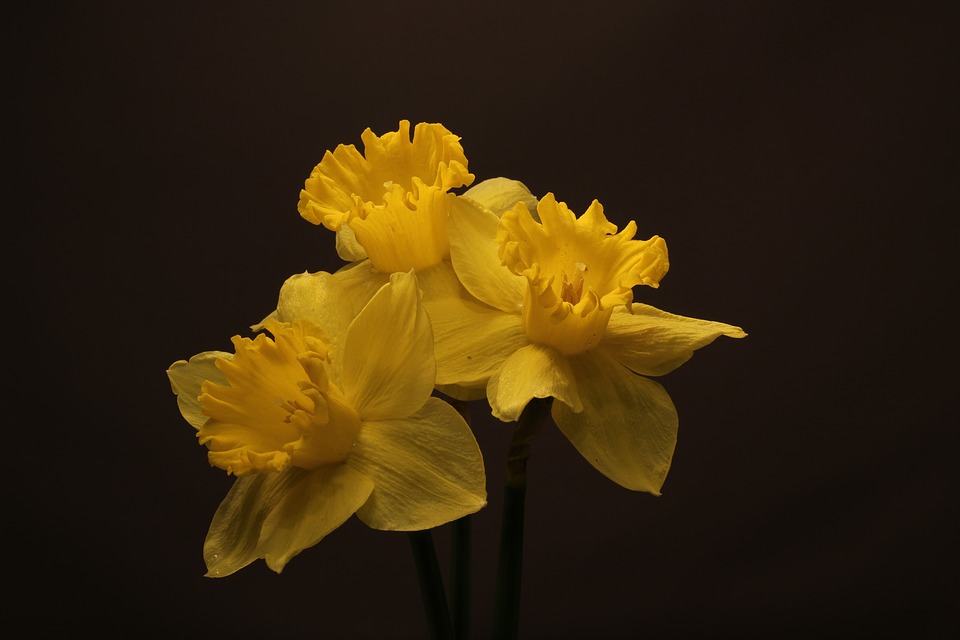 daffodils 2174804 960 720