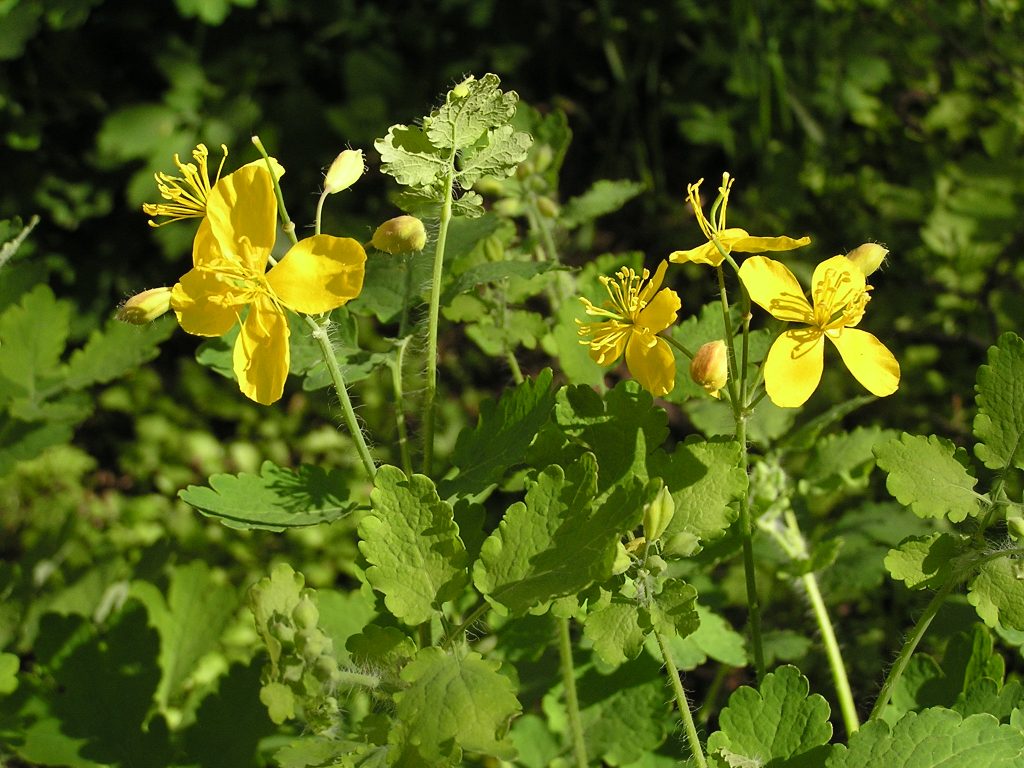 flowers of chelidonium majus