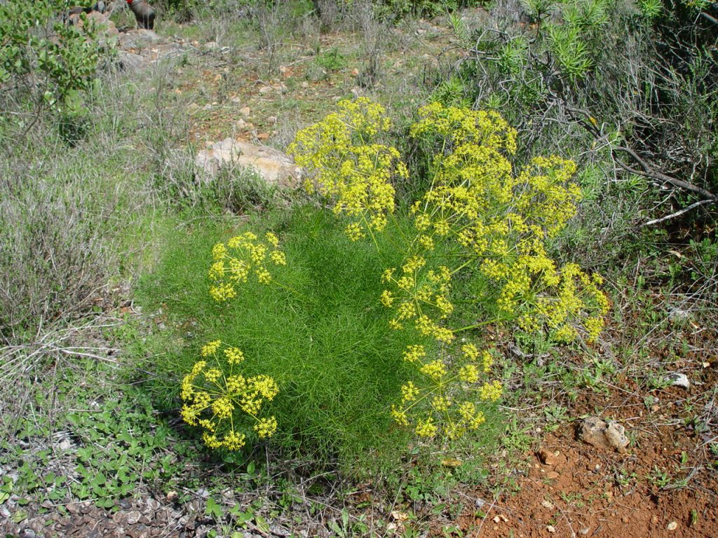 foeniculum vulgare 1