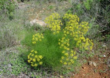 foeniculum vulgare