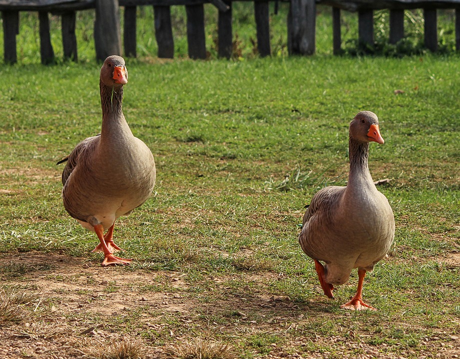 geese 201990 960 720 1