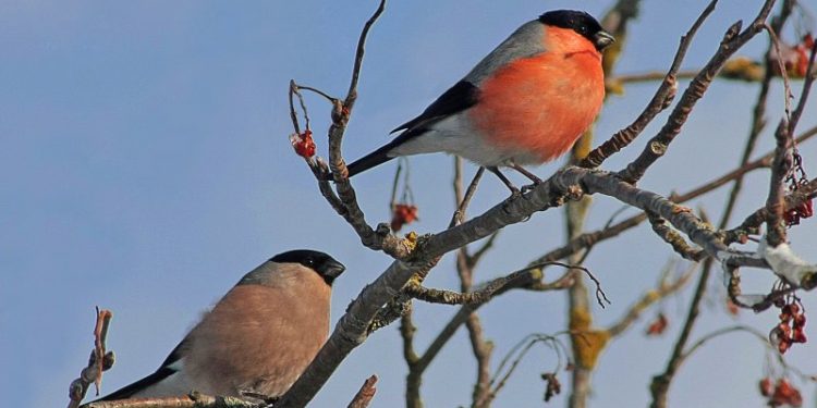 Frau und Herr Gimpel im Vogelbeerbaum (piqs.de ID: a106e1b87f0fcd241ea941c2532c43a5)