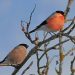 Frau und Herr Gimpel im Vogelbeerbaum (piqs.de ID: a106e1b87f0fcd241ea941c2532c43a5)