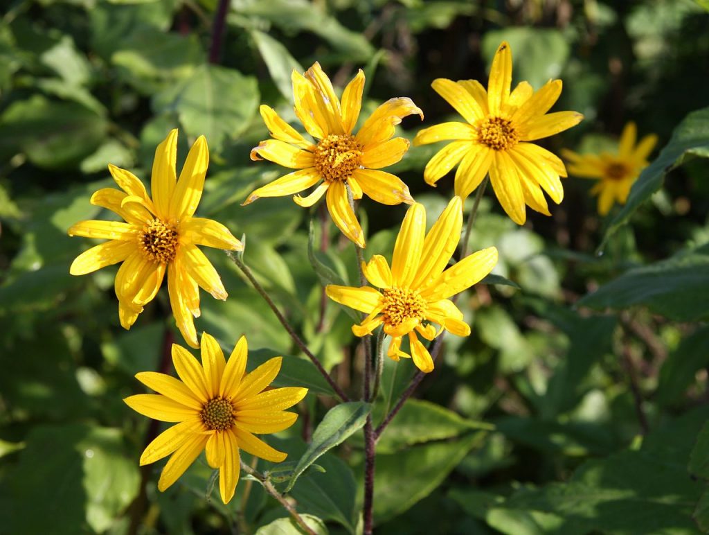 helianthus tuberosus maapirn estonia 1