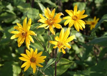 helianthus tuberosus maapirn estonia