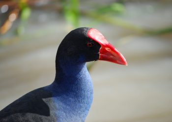 moorhen 84654 960 720