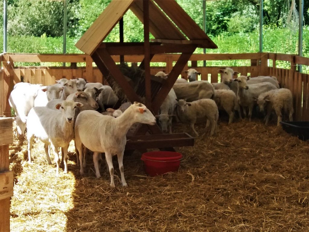 owce 2