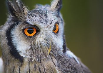 owl 1705112 960 720