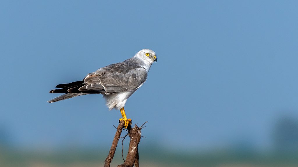 pallid harrier male