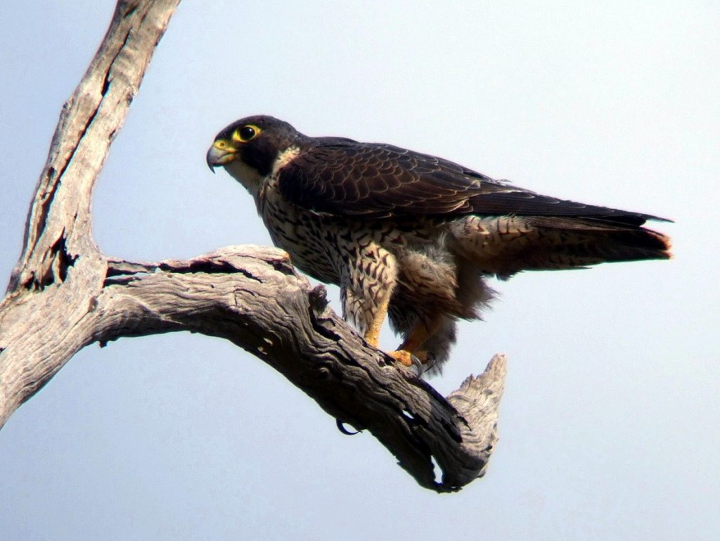 peregrine falcon kobble apr07