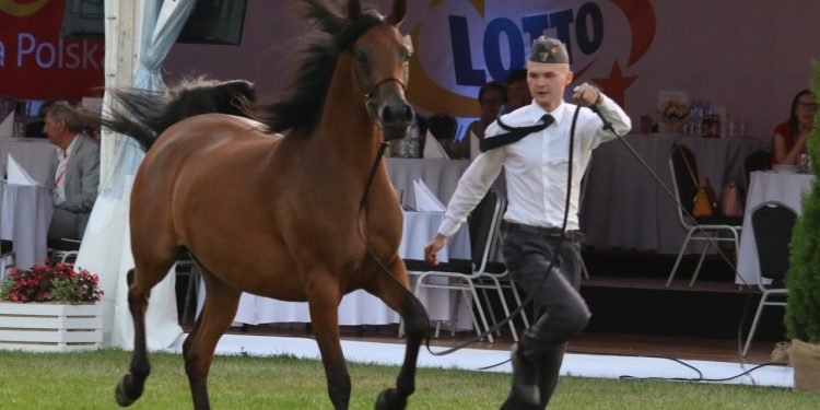 2019-08-09T19:30:51:74 , 

Fot. Piotr Michalski 


Pride of Poland - prezentacja koni .  


21 . Graciosa .