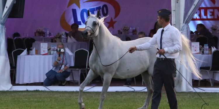 2019-08-09T20:00:21:15 , 

Fot. Piotr Michalski 


Pride of Poland - prezentacja koni .  



5 . Galerida .