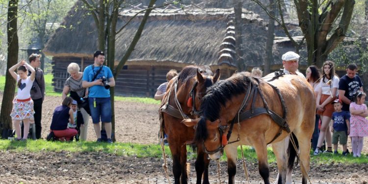 2018-04-15T11:53:11:00 , 

Fot. Piotr Michalski 

Pokaz orka konna w Skansen .