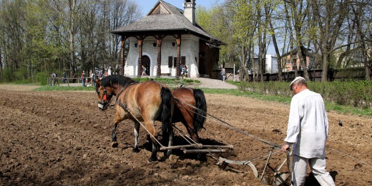 2018-04-15T12:18:50:38 , 

Fot. Piotr Michalski 

Pokaz orka konna w Skansen .