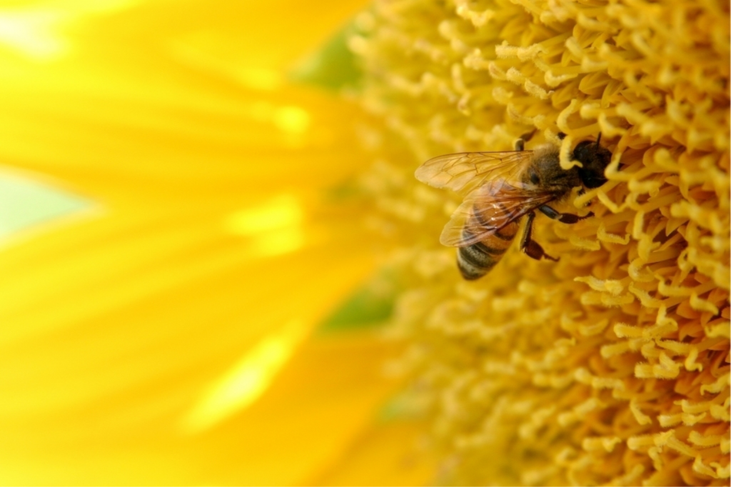 pszczol 1