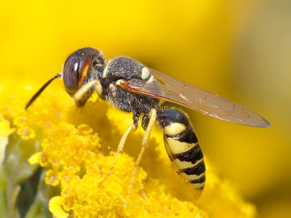 pszczola 8