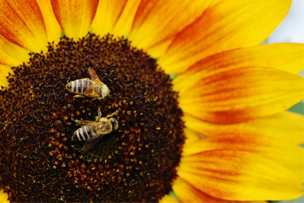 pszczoly