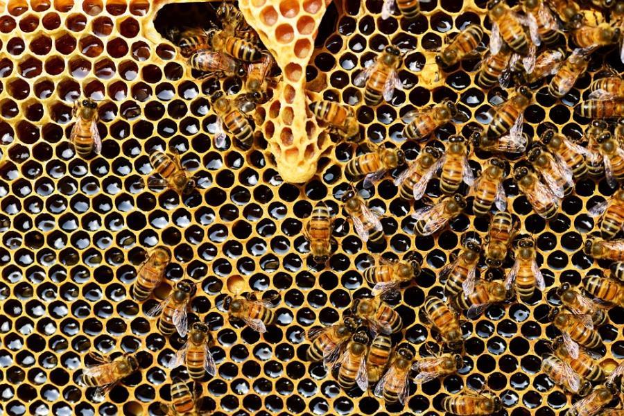 pszczoly 3