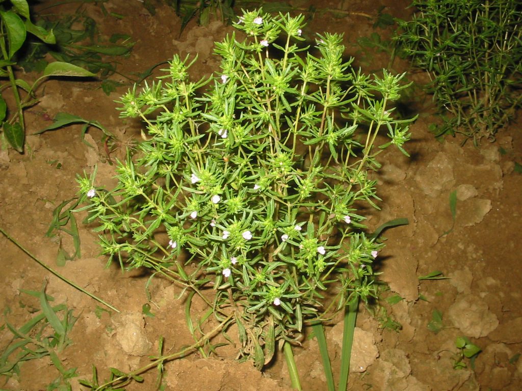 satureja hortensis bgiu