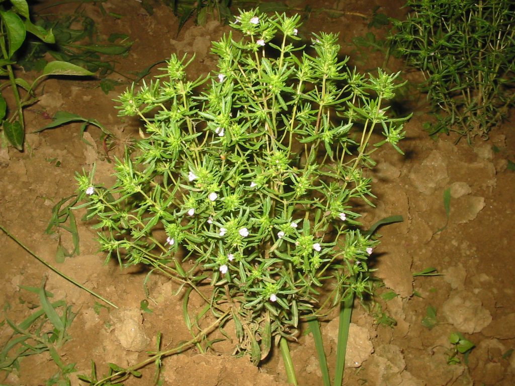 satureja hortensis bgiu 3