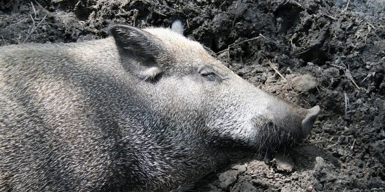 Sleep Wild Boar Breeding Animals Pig Mud Wallow