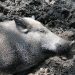 Sleep Wild Boar Breeding Animals Pig Mud Wallow