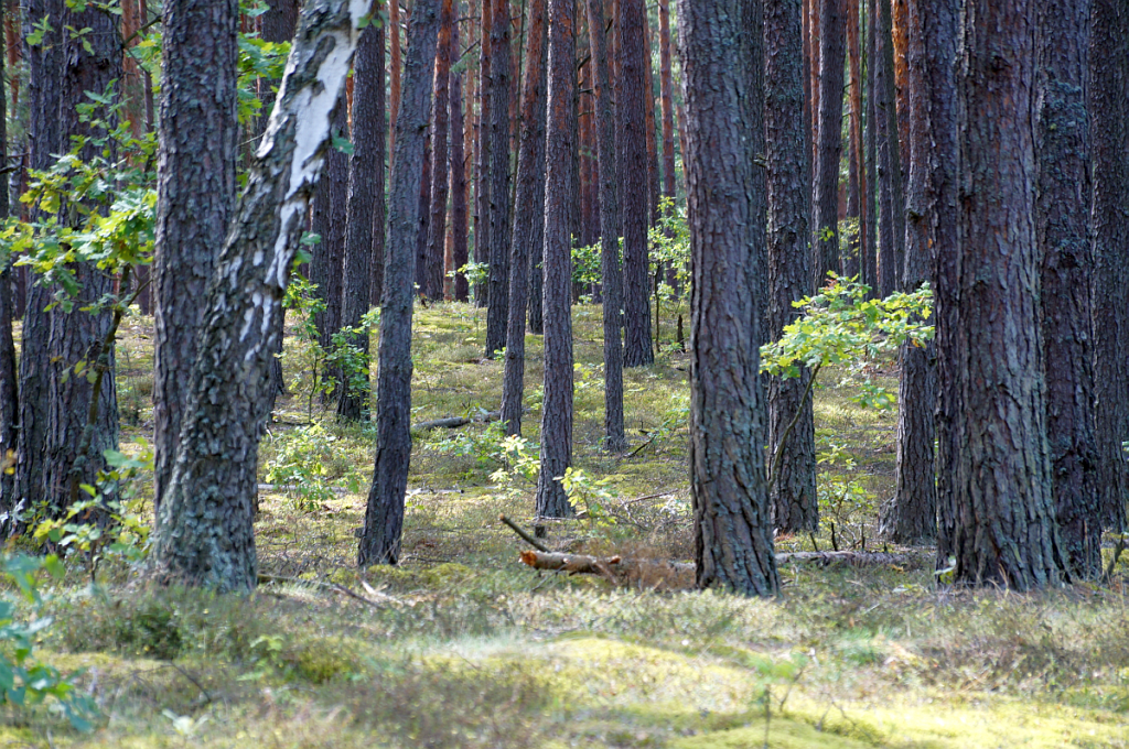 sobibor