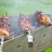 traditionally made shashlik on picnic