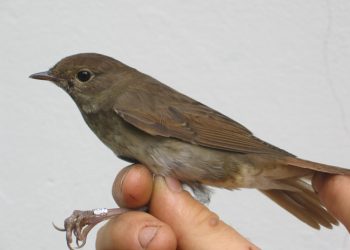 thrush nightingale by daniel bastaja