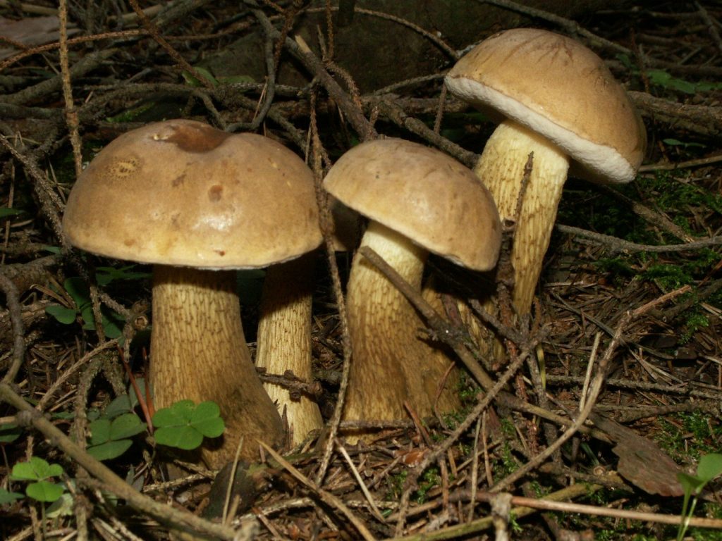 tylopilus felleus 060914c