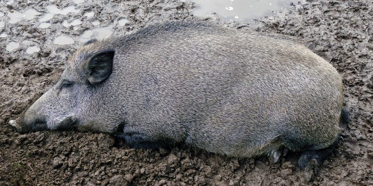 Wallow Like A Pig In Shit Boon Mud Boar