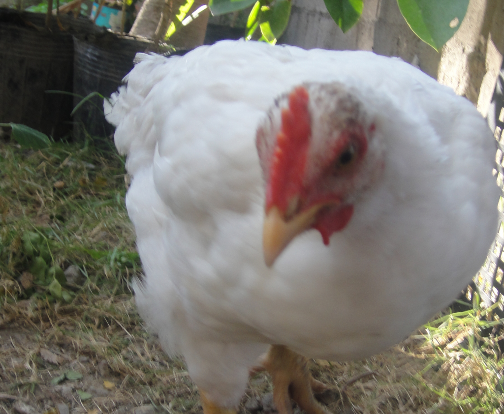 white broiler chick 1630388 1919x3416