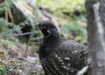 willow ptarmigan 1192600 960 720