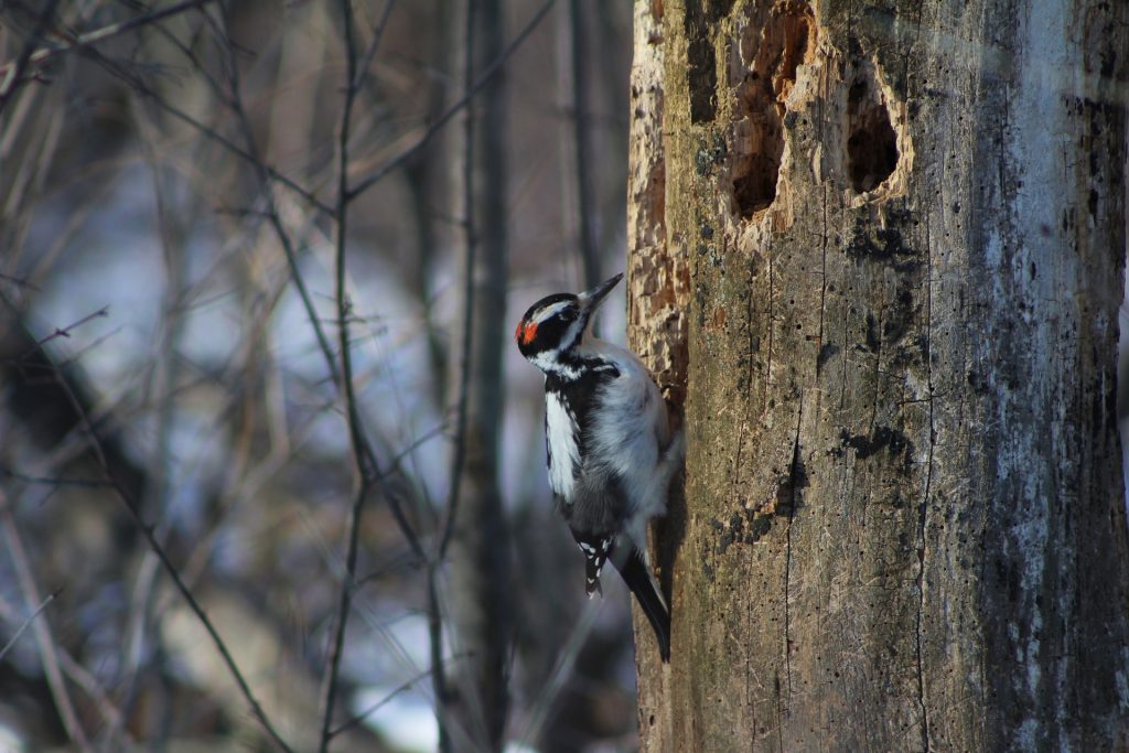 woodpecker 840433 1920 1