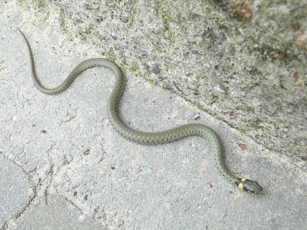 zaskroniec