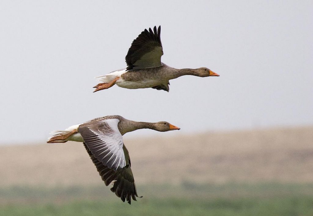 1024px graylag geese anser anser in flight 1700 1